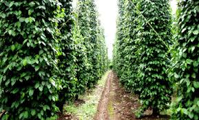 30-08-2018: Rains continue in northern growing areas as a result of which farmers have difficulty to process white pepper